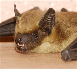 bat removal Euless