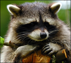 raccoon removal Euless