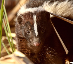 skunk removal Euless