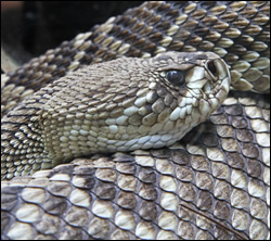 snake removal Euless